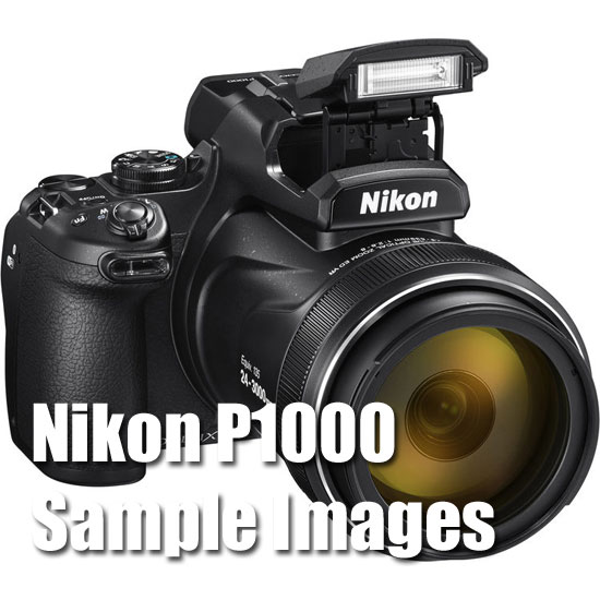 Nikon P1000 - Review and Sample Zooooooooooooms 